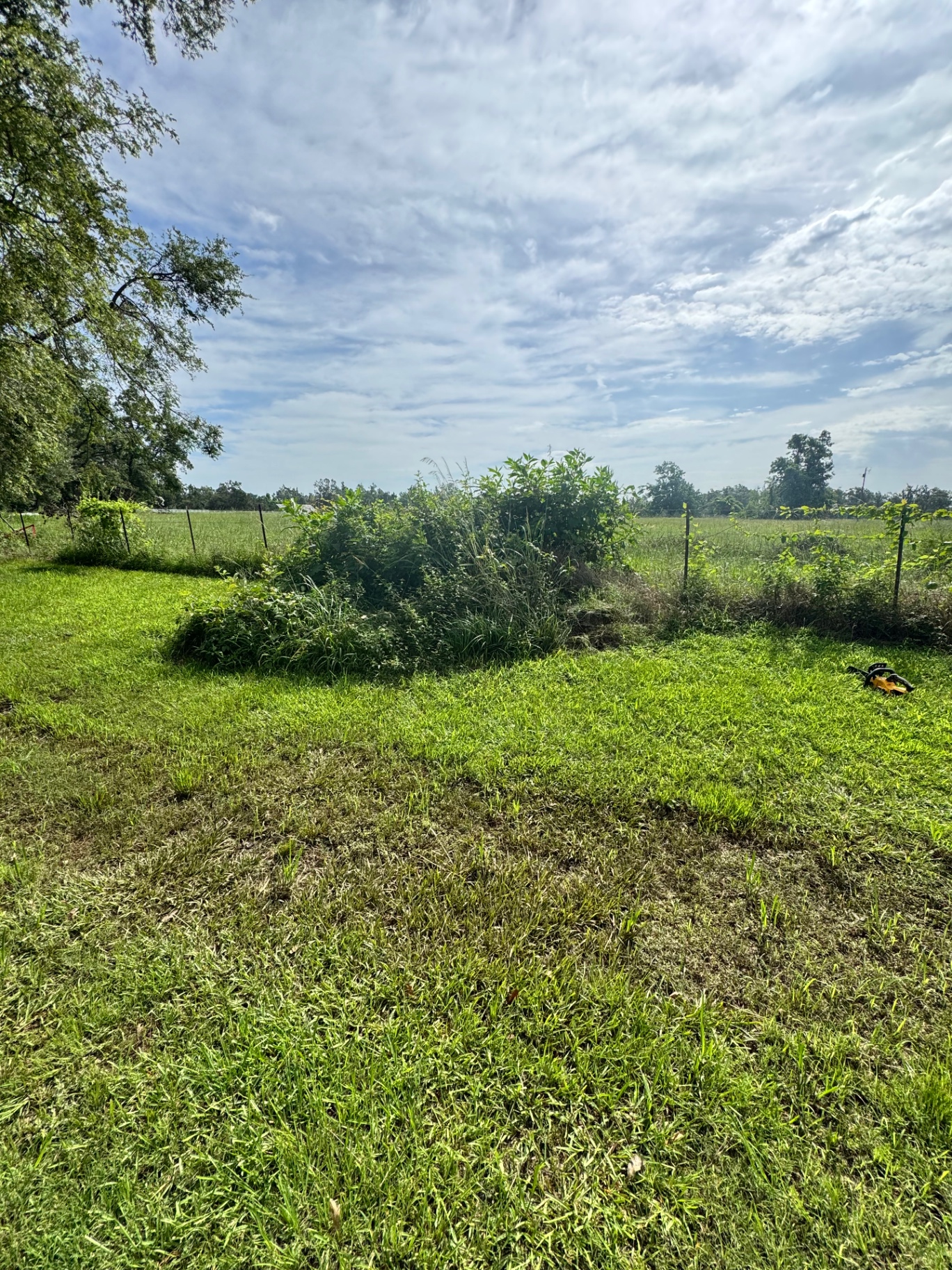 Before: Overgrown fence line cleared and ground out